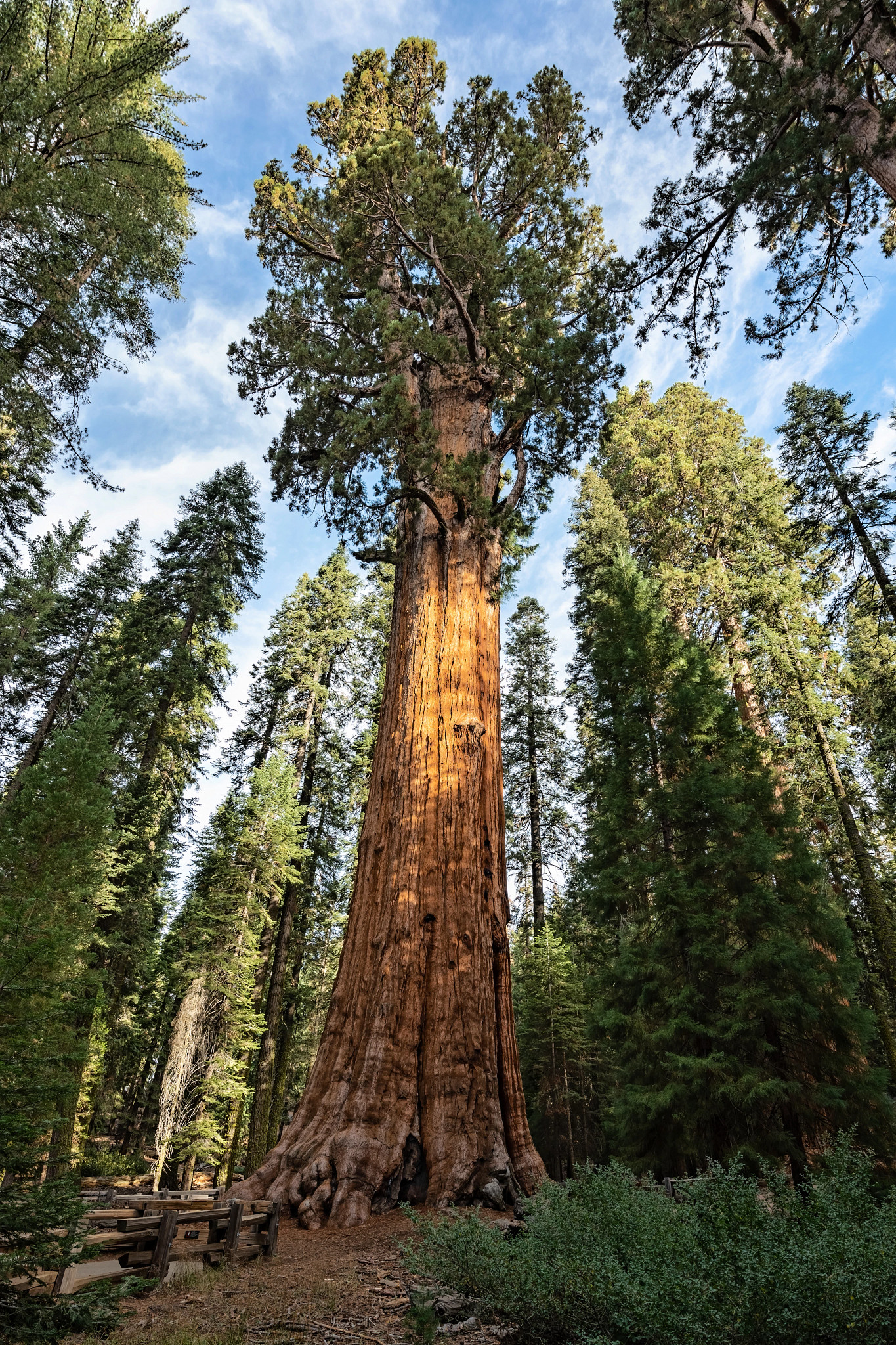 General Sherman.jpeg